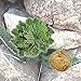 Zytho(TM) New Hot Practical Live Resurrection Plant Rose Of Jericho Dinosaur Plant Air Fern Spike Moss #61285
