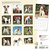 Image de Wirehaired Fox Terriers 2018 12 x 12 Inch Monthly Square Wall Calendar, Animals Dog Breeds Terriers (Multilingual Edition)