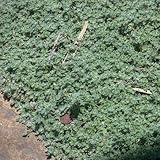 Miniature Fairy Garden Thymus pseudolanuginosus, Wooly, Thyme
