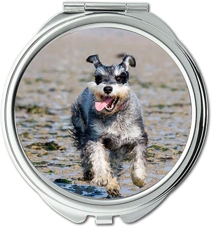 miniature schnauzer running