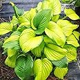 Stained Glass Hosta Flower Root - Grows Great in Shade - Attracts Butterflies and Hummingbirds - Grows Well in Containers - Naturalizing - Perennializing - Easy to Grow Live Plants - Outdoor Garden