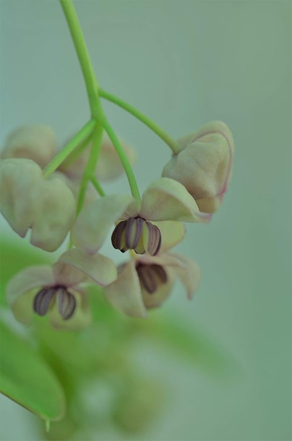 Akebia Quinata Cream Form Amazon co uk Garden Outdoors