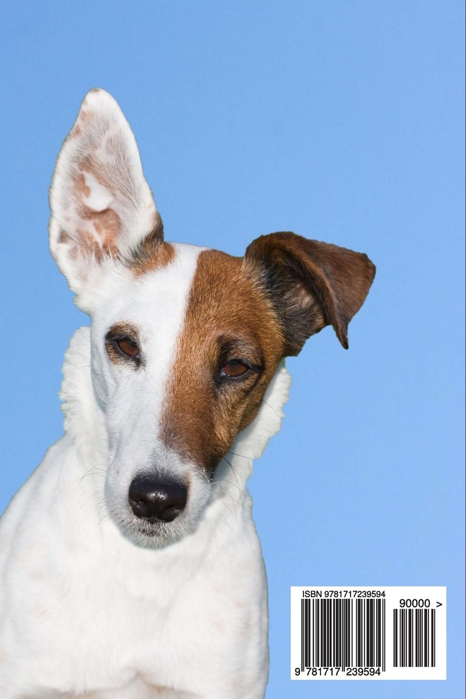 little fox terrier