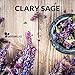 SenseLAB Clary Sage Essential Oil - Relaxation - 100% Pure Extract Therapeutic Grade Clary Sage Oil for Aromatherapy Diffuser (10 ml)