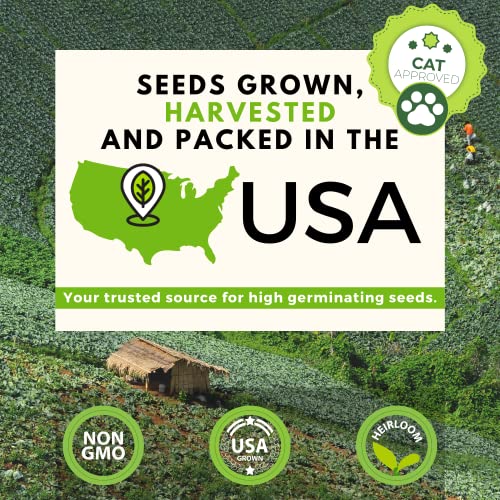 Cat Grass Seeds (6oz) Barley & Oat Seeds Mix Keep Pets Healthy with