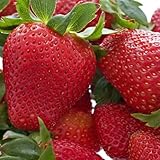 20 Honeoye Strawberry Fruit Plants - INCREDIBLY SWEET BERRY! - (20 Bare Root Plants for $18.95+6.99 shipping) Zone 3-8. Organic grown in USA.