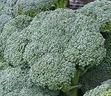 200+ Broccoli Seeds- Waltham Heirloom