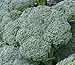 200+ Broccoli Seeds- Waltham Heirloom primary