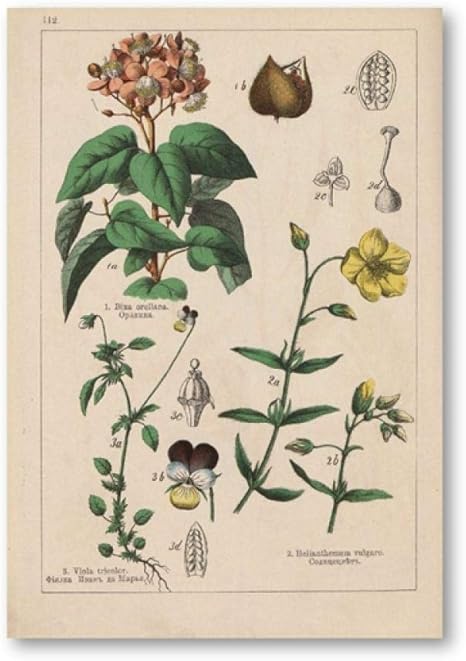 Amazon ヴィンテージ植物ハーブポスターとプリントアンティーク植物花植物学壁アートパネルキャンバス絵画 インテリアレトロな写真キッチンの壁の装飾40x60cm絵画 インテリア フレームなし Painting インテリア 玄関 リビングと寝室の飾りに最高h93 アートフレーム