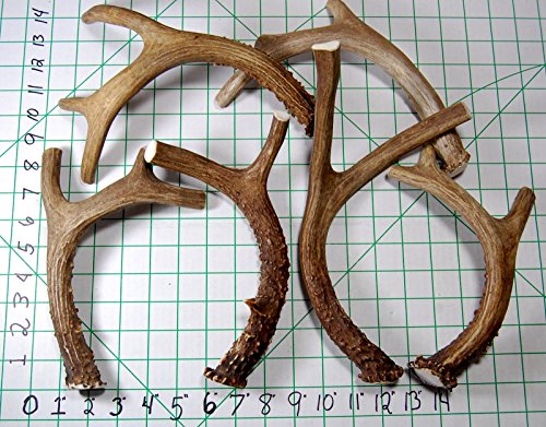 Big Dog Antler Chews - Deer Antler Dog Chew, Medium, 9 Inches to 13 Inches Long. Perfect for Your Me - //medicalbooks.filipinodoctors.org