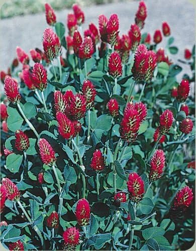 Clover Trifoglio Incarnato Pieno Sole Rosso Attrracts Api 360 Semi Groco Amazon It Giardino E Giardinaggio