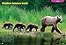Baby Animals (Animal Planet Animal Bites)