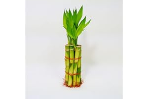 ATHENA'S GARDEN Lucky Bamboo Stalks with Shoots, 8"