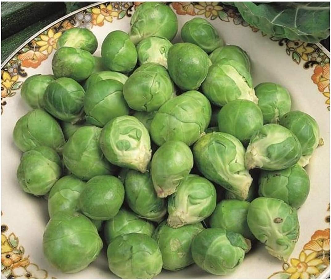 PREMIER SEEDS DIRECT - Brussel Sprout - Evesham - 3.5 Grams, GREEN