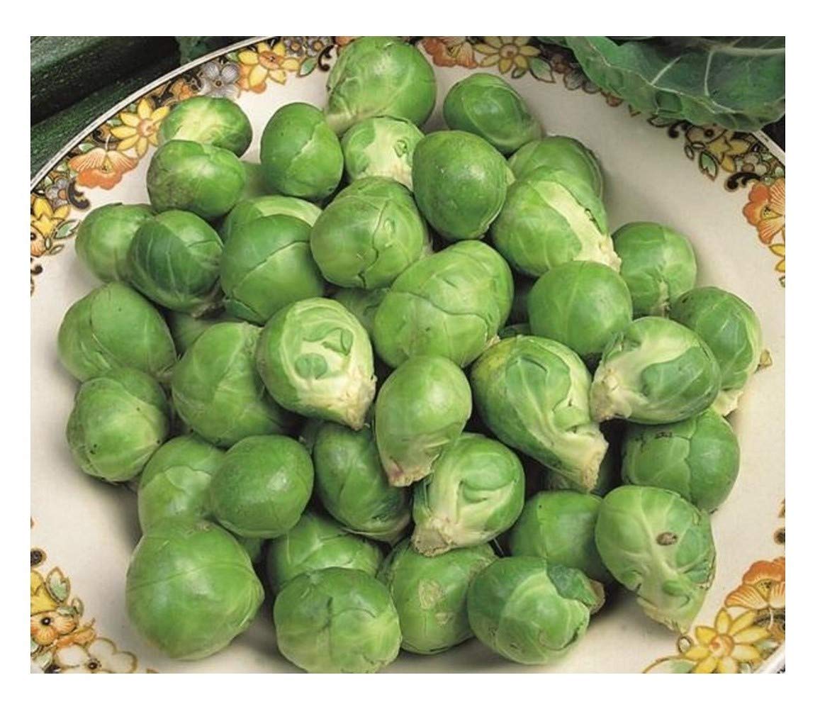 PREMIER SEEDS DIRECT - Brussel Sprout - Evesham - 3.5 Grams