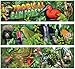 Carson Dellosa Mark Twain Tropical Rain Forest Bulletin Board Set (410039) primary