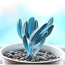 super1798 80pcs Rare Succulent Process Seeds Organic Plants Mini Garden Flower - 6#