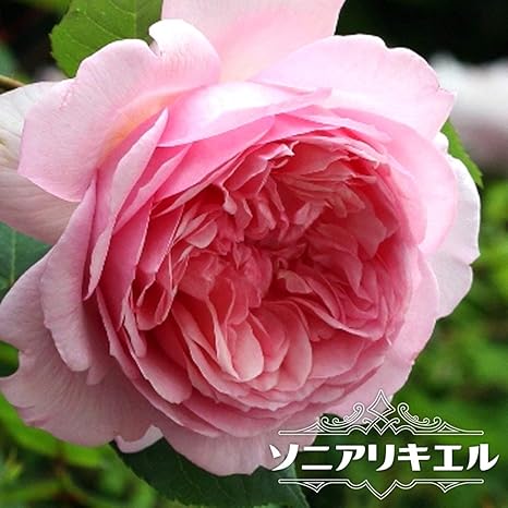 Amazon バラ苗 ソニアリキエル 大苗 ギヨー Guillot 四季咲き 強香 薔薇 バラ苗木 花 Amazon バラ苗 ソニアリキエル 大苗 ギヨー Guillot 四季咲き 強香 薔薇 バラ苗木 花
