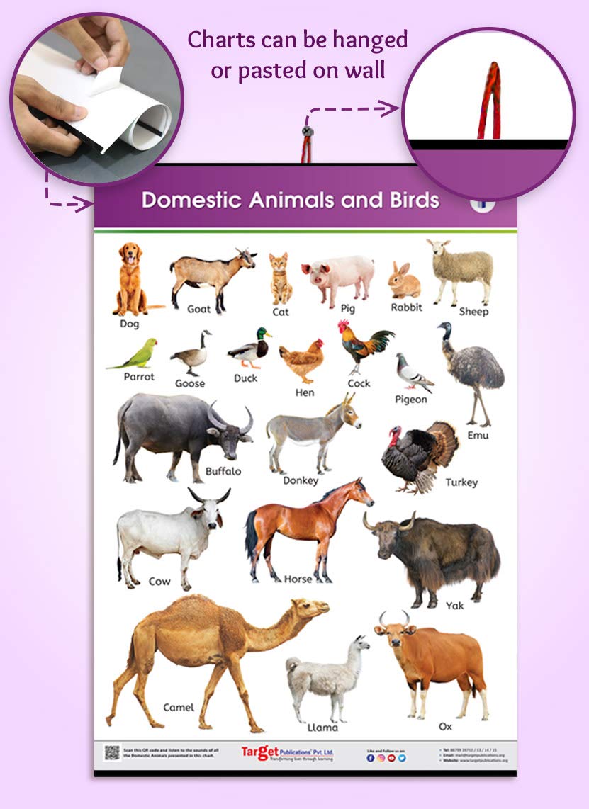 Buy Jumbo Domestic Animals And Birds Chart For Kids Learn Names Of Animals And Birds At Home Or School With Educational Wall Chart For Children 39 25 X 27 25 Inch Book