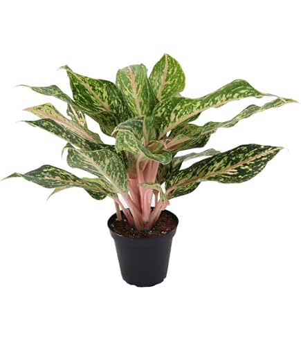Amazon.com : Maria Chinese Evergreen Plant - Aglaonema - Low Light - 6" Pot  : Patio, Lawn & Garden