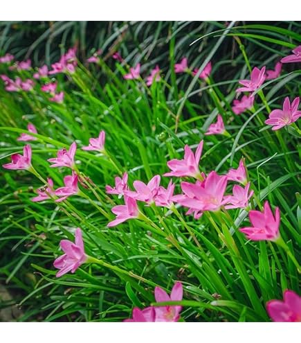 Amazon.com : Votaniki Rain Lily Mix Bulbs - Zephranthes Mix