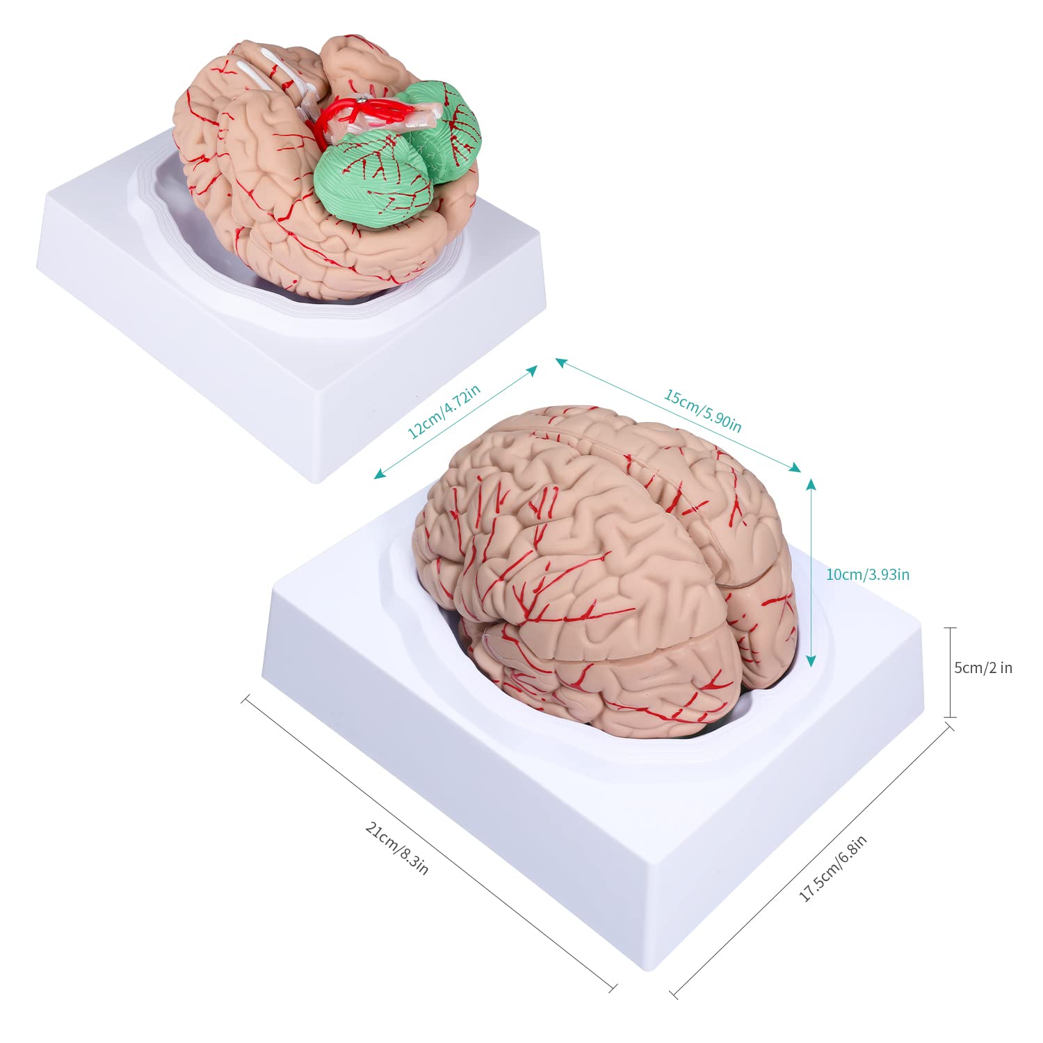 Mua LVCHEN Human Brain Model Anatomy - Life Size Anatomical Brain Model ...