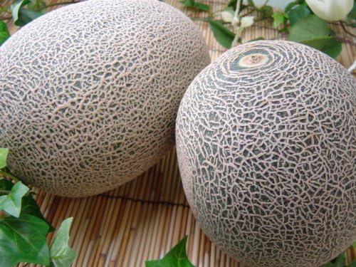 Amazon 茨城県産 お中元シール付き タカミメロン 化粧箱2玉入り 送料無料 産地直送 6月下旬出荷予定 サンライズファーム 果物 通販