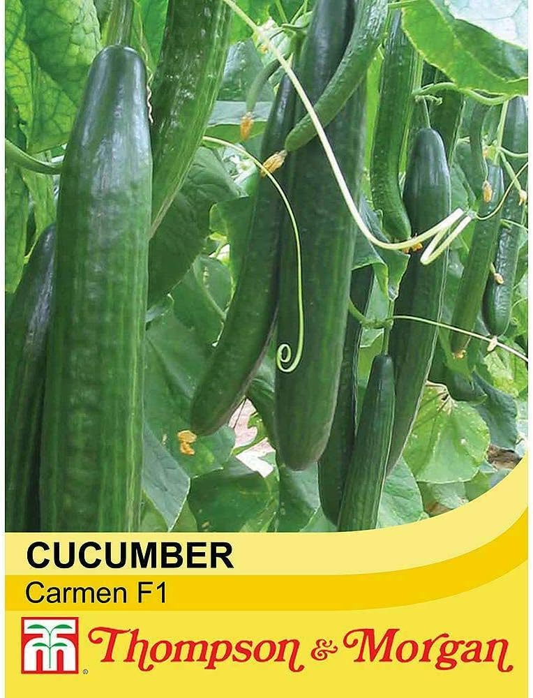 Cucumber 'Carmen' Seeds Half Hardy Annual Vegetable Garden Plants Easy to Grow Cucumber 'Carmen' 1 Packet of 4 Seeds by Thompson and Morgan - Image 3
