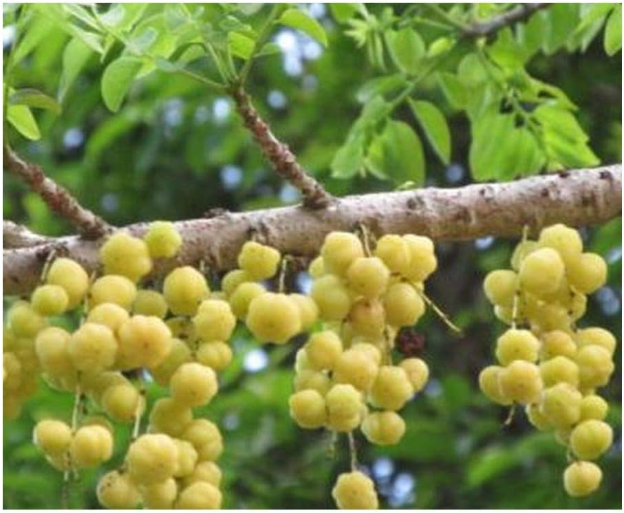 Phyllanthus acidus Otaheite Gooseberry Star Gooseberry 5 seeds