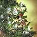 Mpow Solar, 72ft 200LED Christmas Fairy String Lights, Cool White