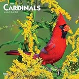 Cardinals 2020 12 x 12 Inch Monthly Square Wall Calendar, Animals Wildlife Red Birds (English, Spani by 