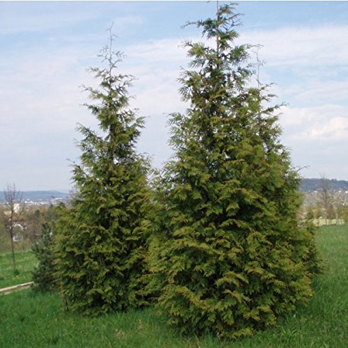 15 Seeds Western Red Cedar Seeds (Thuja plicata) Tree