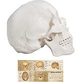 Human Skull Model, Life Size 3-Part Anatomical Model with Removable Skull Cap and Articulated Mandible for Medical Student Human Anatomy Study Course