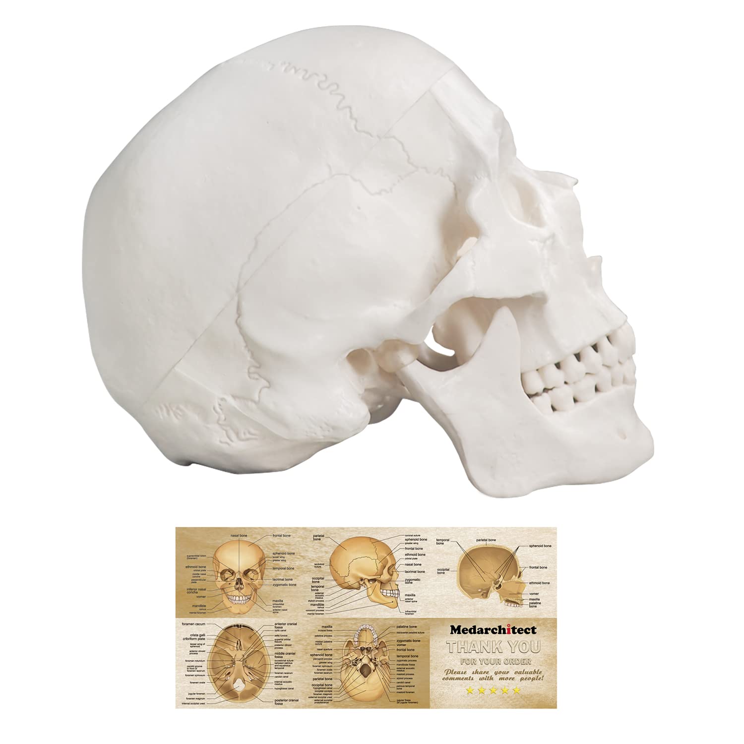 Photo 1 of Human Skull Model, Life Size 3-Part Anatomical Model with Removable Skull Cap and Articulated Mandible for Medical Student Human Anatomy Study Course
