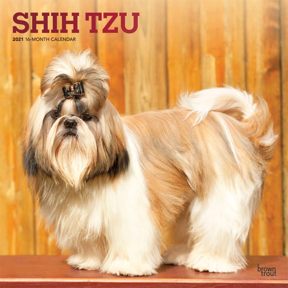 original shih tzu images