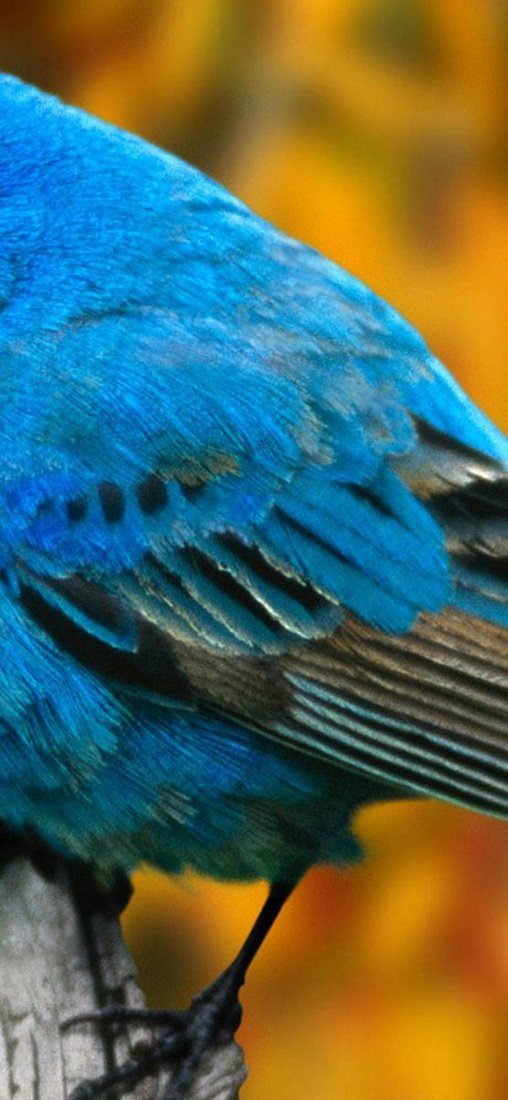 PeelitStickit Bird, Wall Murals, vinyl