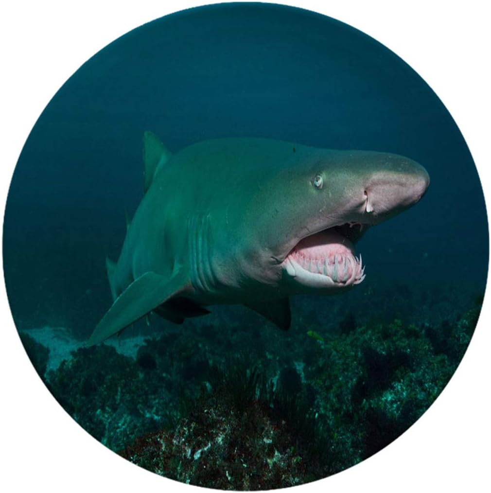 Creative Round Dinner Plates,Grey Nurse Shark Tweed Heads New South Wales Australia,dinner Plates Set Plate For Home And Kitchen, Dinner Dishes,6 Inch 6 Piece Set