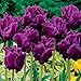 Victorias Secret Tulip Seeds 30+ Seeds Upc 648620997807