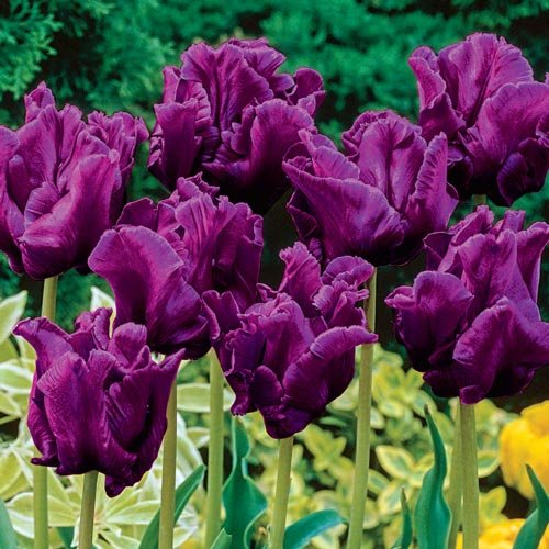 Victorias Secret Tulip Seeds 30+ Seeds Upc 648620997807