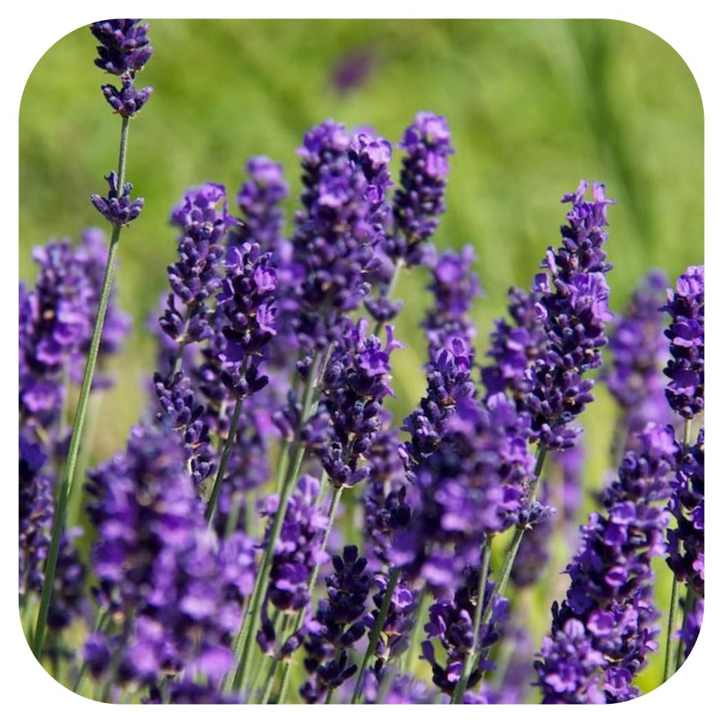 40 Lavender Plug Plants Lavender Plant