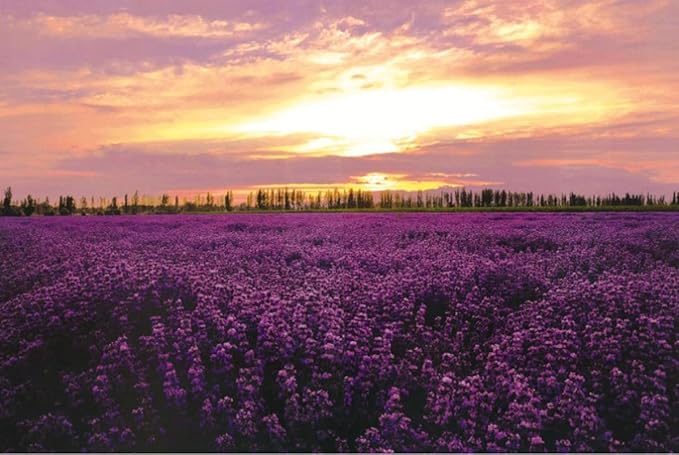 Lila Lavendel Sonnenuntergang Landschaft Ölgemälde Holz Puzzle 1000 Teile