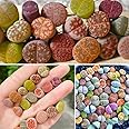 10 Large Lithops Live Plants Mix, Colorful Lithops Succulents Plants Live, Rocks Living Stones Succulent for Planting Indoors Outdoors