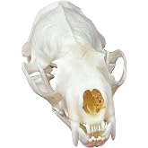 CLLOEAT Taxidermy Real Animals Skulls, Real Bones Specimen, Taxidermy Supplies for Science Education, Special Gift (Mink Skull)