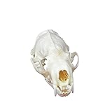 CLLOEAT Taxidermy Real Animals Skulls, Real Bones