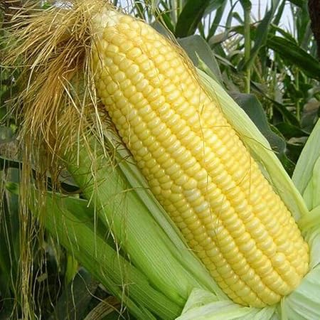 Amazon Com Ocijf179 30pcs Corn Seeds Easy Grow Delicious