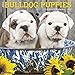 Just Bulldog Puppies 2018 Calendar