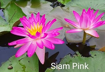 Siam Pink Water Lily Amazon In Home Kitchen