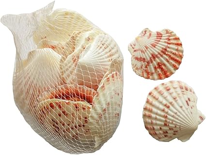 Chaks 80447 Filet De 150g De Coquilles Saint Jacques Amazon Fr Cuisine Maison