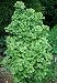 DWARF GINKGO TREE - Ginkgo biloba ‘Spring Grove’ - 1 - YEAR PLANT