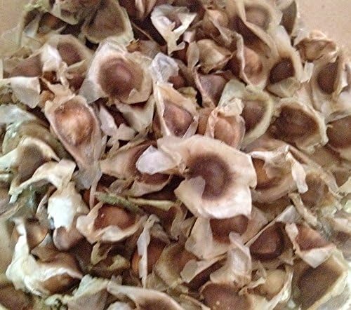 1000 Moringa Oleifera Seeds Drumstick Tree Pure Organic 100%